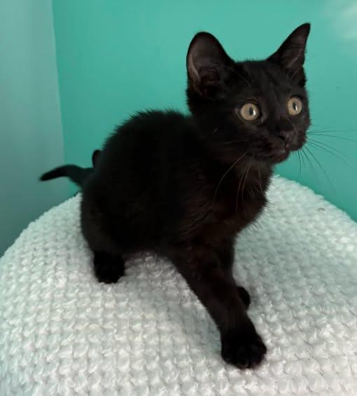 Enlarge Rosa, a ADOPTABLE Domestic Short Hair in Sainte-Martine, QC image 1/1