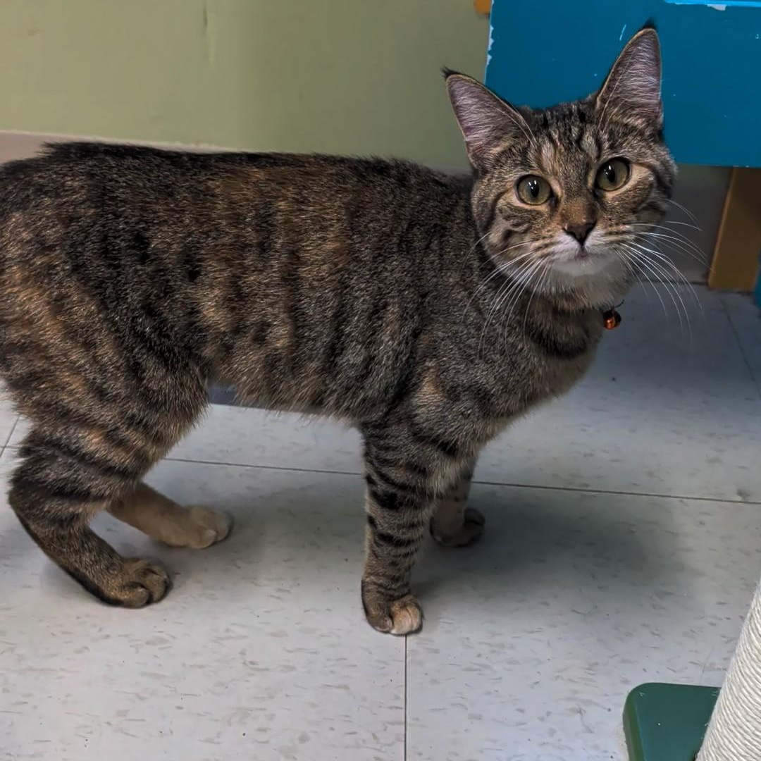 Enlarge Louise, a Adoptable Domestic Short Hair in West Jefferson, OH image 6/6