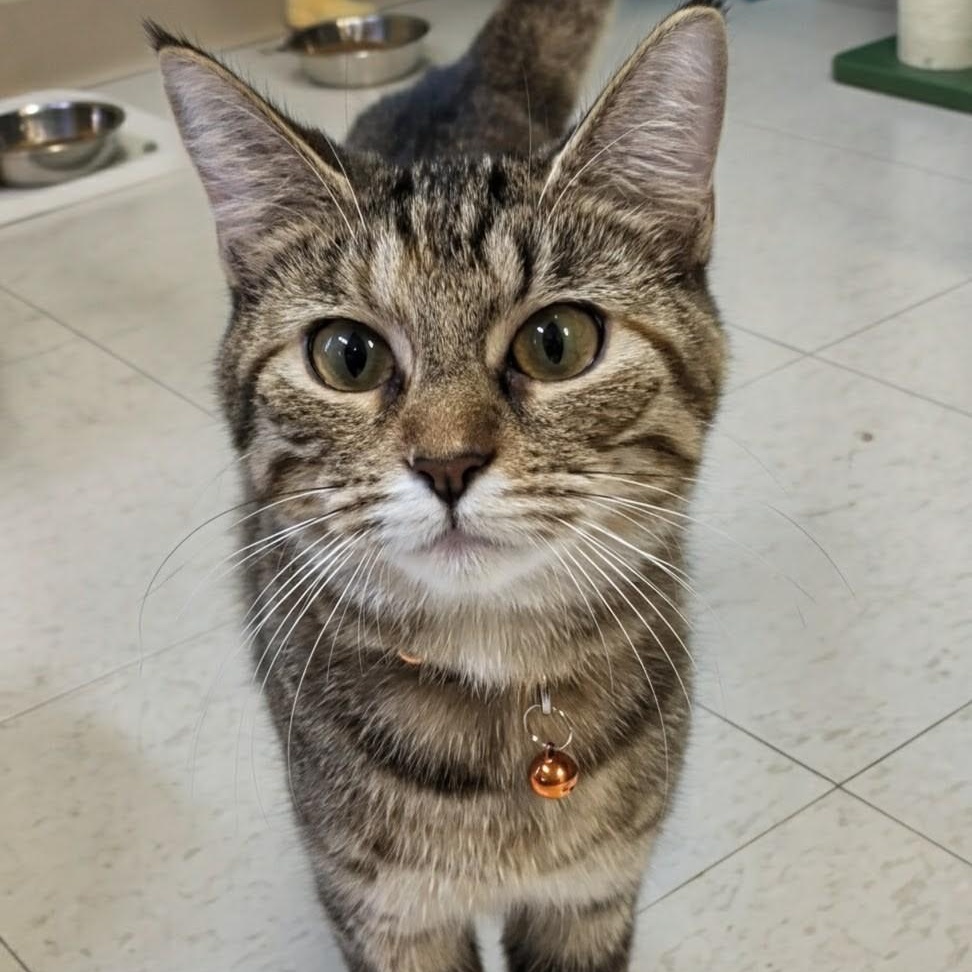 Enlarge Louise, a Adoptable Domestic Short Hair in West Jefferson, OH image 5/6