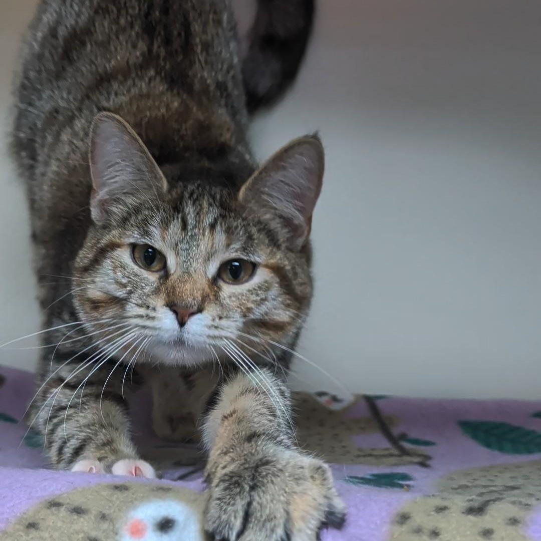 Enlarge Louise, a Adoptable Domestic Short Hair in West Jefferson, OH image 4/6