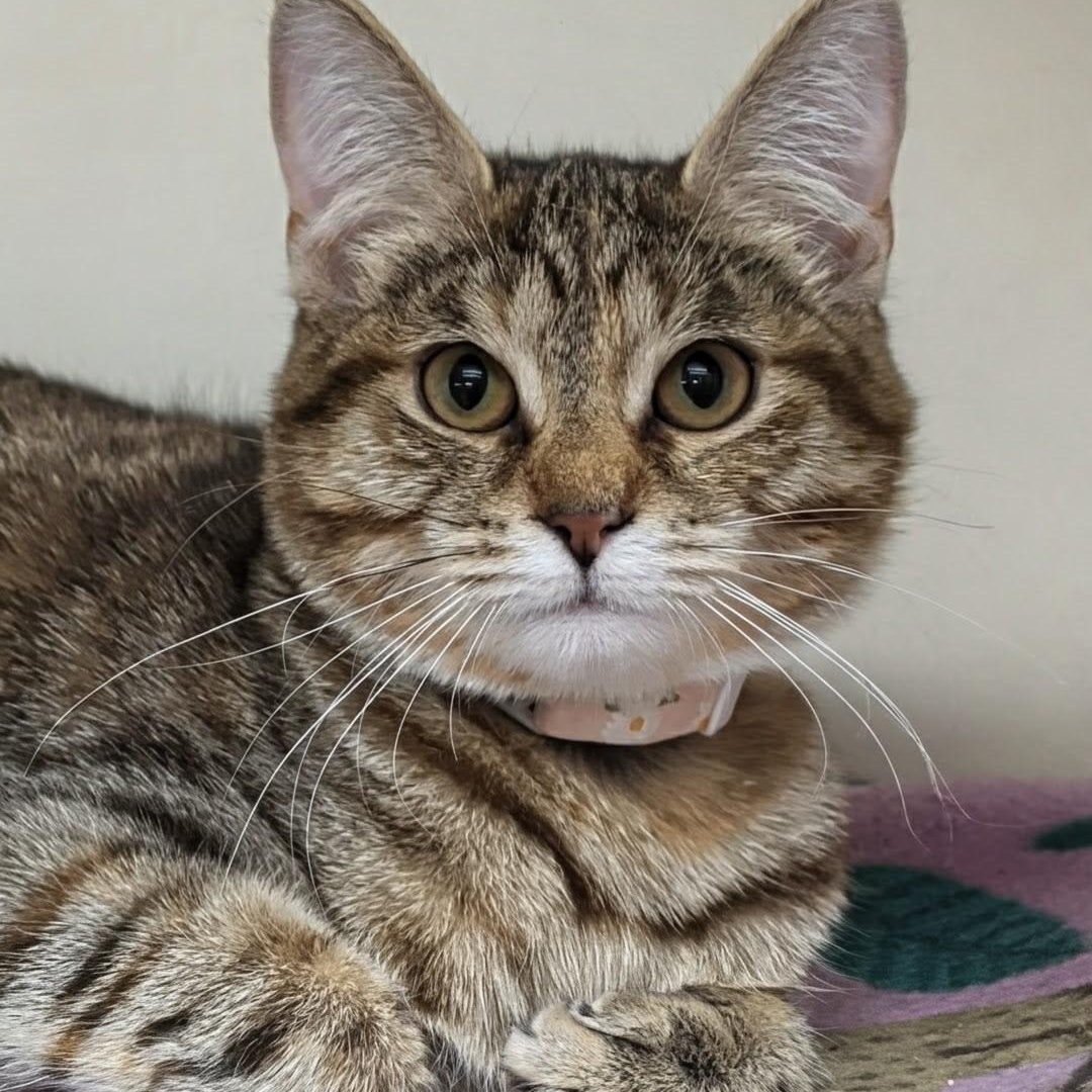 Enlarge Louise, a Adoptable Domestic Short Hair in West Jefferson, OH image 2/6