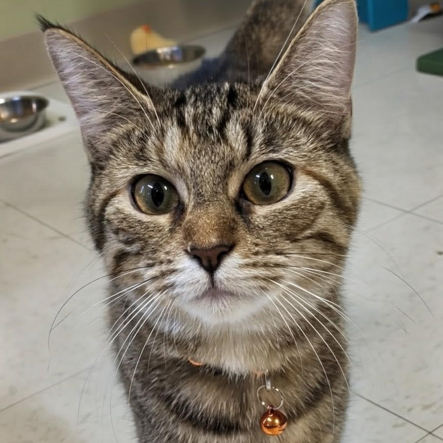 Enlarge Louise, a Adoptable Domestic Short Hair in West Jefferson, OH image 1/6