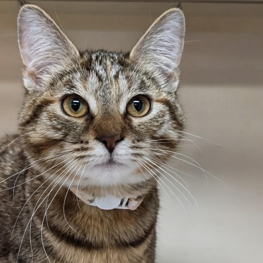 Enlarge Louise, a Adoptable Domestic Short Hair in West Jefferson, OH image 3/6