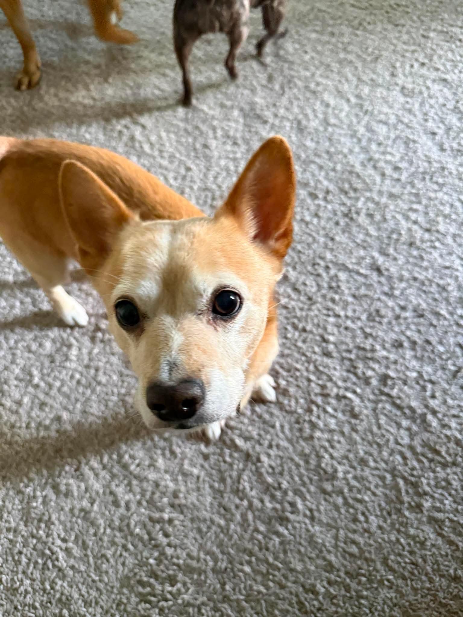 Enlarge Scooter & Abby (Bonded), a Adoptable Mixed Breed in Rochester , NY image 3/6