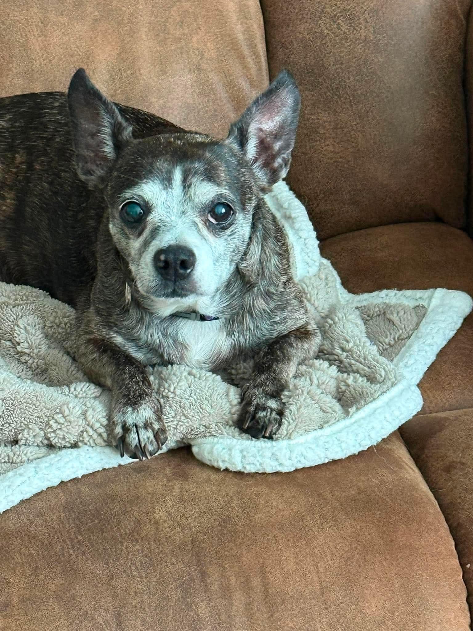Enlarge Scooter & Abby (Bonded), a Adoptable Mixed Breed in Rochester , NY image 5/6