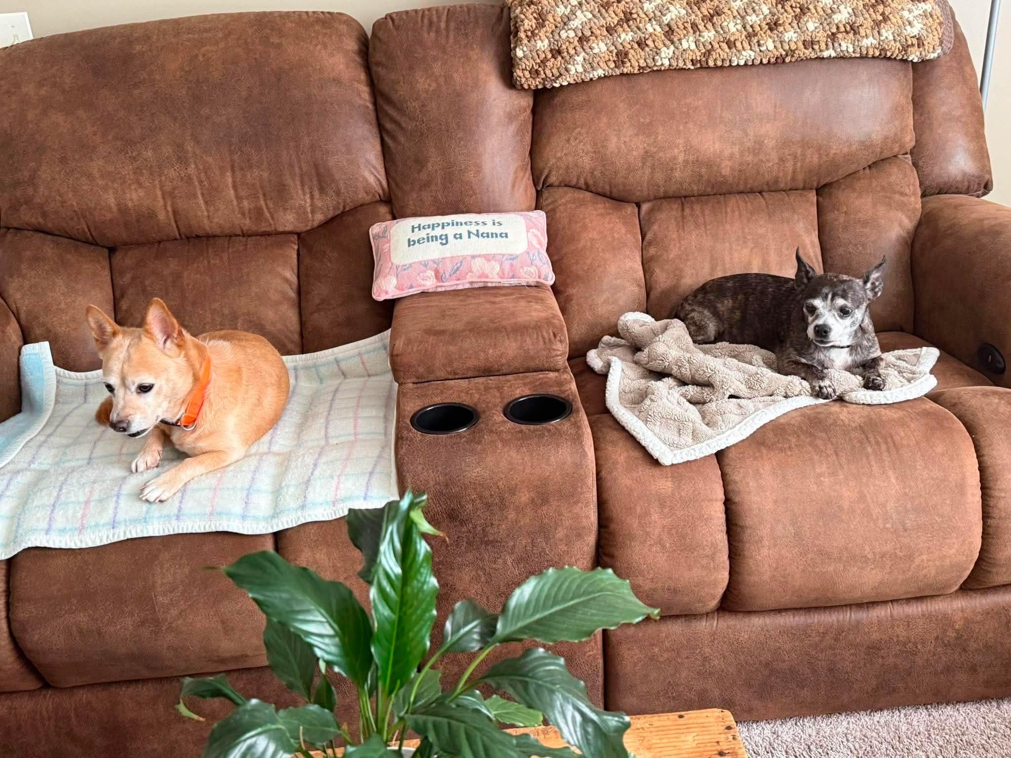 Enlarge Scooter & Abby (Bonded), a Adoptable Mixed Breed in Rochester , NY image 6/6