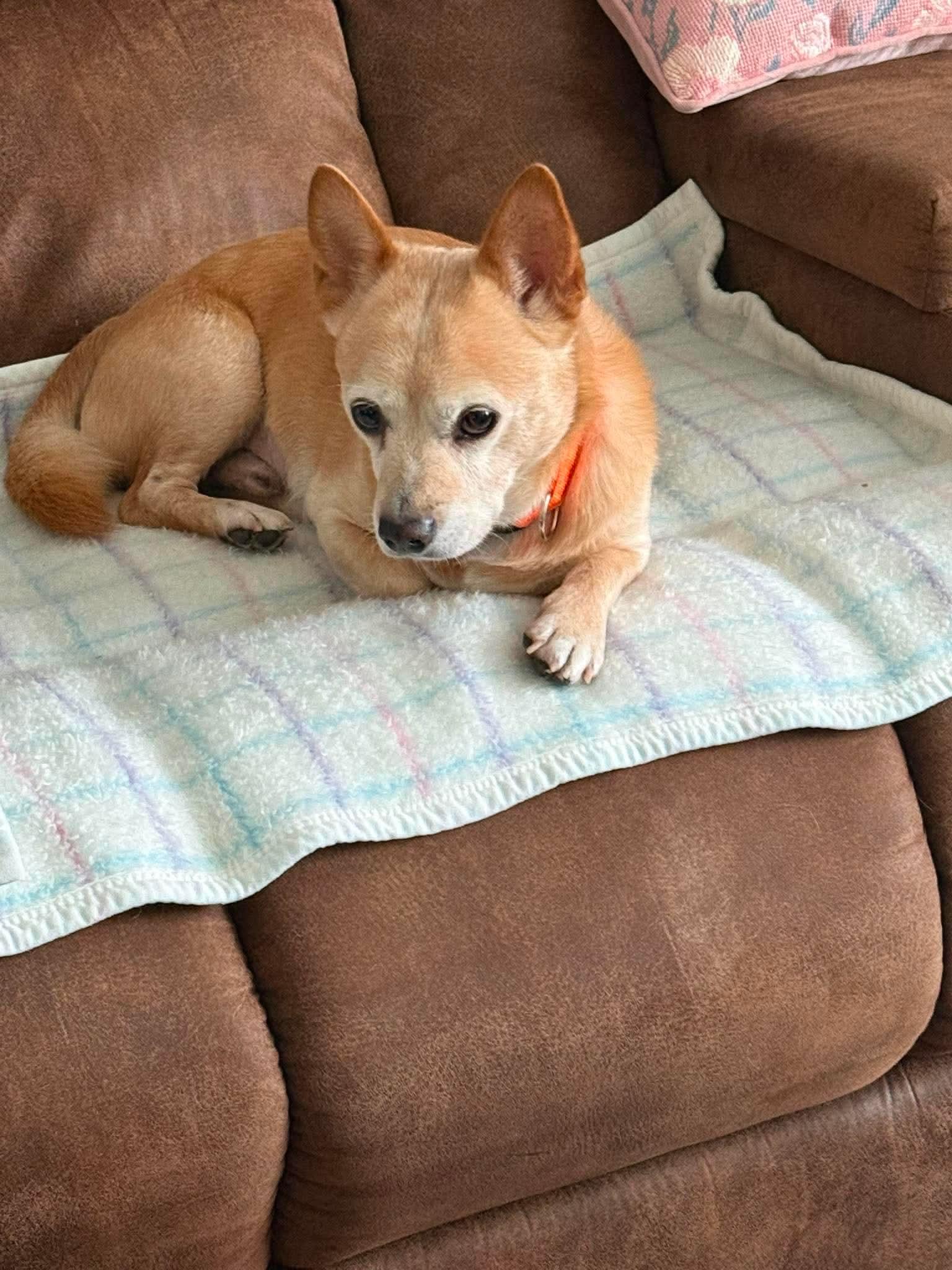 Enlarge Scooter & Abby (Bonded), a Adoptable Mixed Breed in Rochester , NY image 4/6