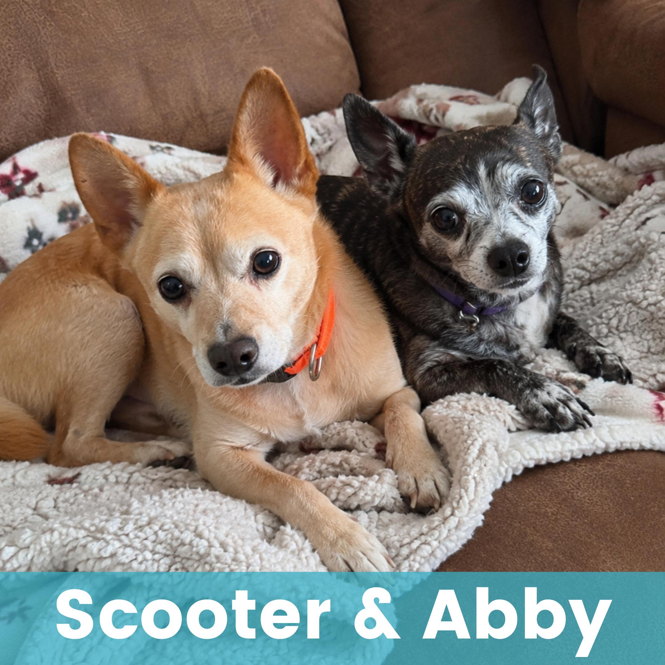 Scooter & Abby (Bonded), Adoptable, Senior Female Mixed Breed.