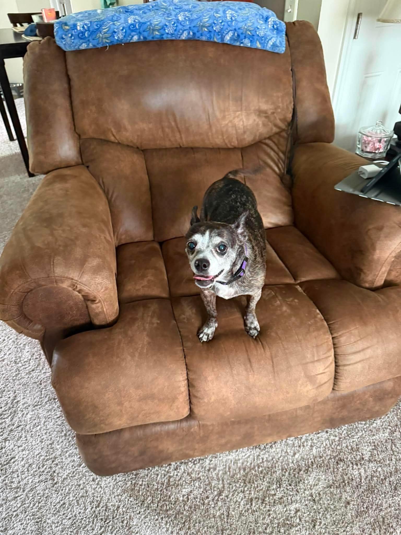 Enlarge Scooter & Abby (Bonded), a Adoptable Mixed Breed in Rochester , NY image 2/6