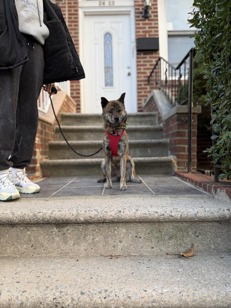 Enlarge Seri, a Adoptable mixed breed in Long Island City, NY image 1/6