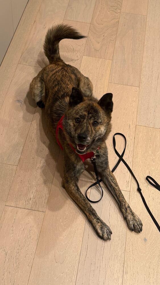 Enlarge Seri, a Adoptable mixed breed in Long Island City, NY image 2/6