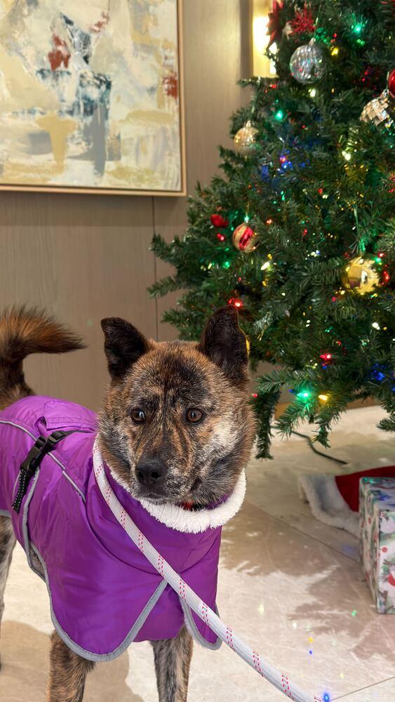 Enlarge Seri, a Adoptable mixed breed in Long Island City, NY image 3/6