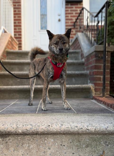 Enlarge Seri, a Adoptable mixed breed in Long Island City, NY image 4/6