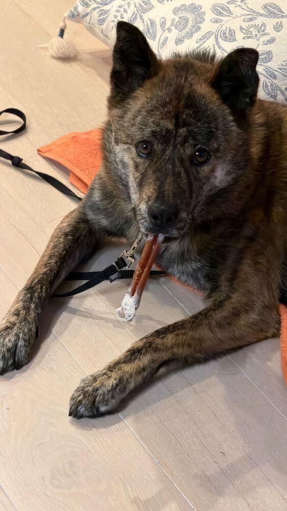 Enlarge Seri, a Adoptable mixed breed in Long Island City, NY image 5/6