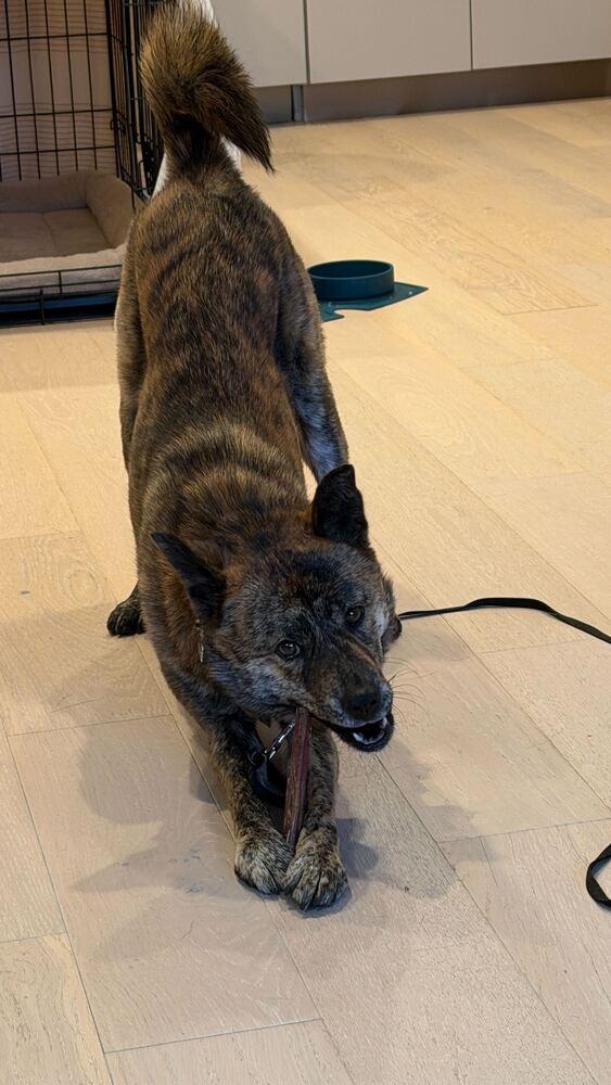 Enlarge Seri, a Adoptable mixed breed in Long Island City, NY image 6/6