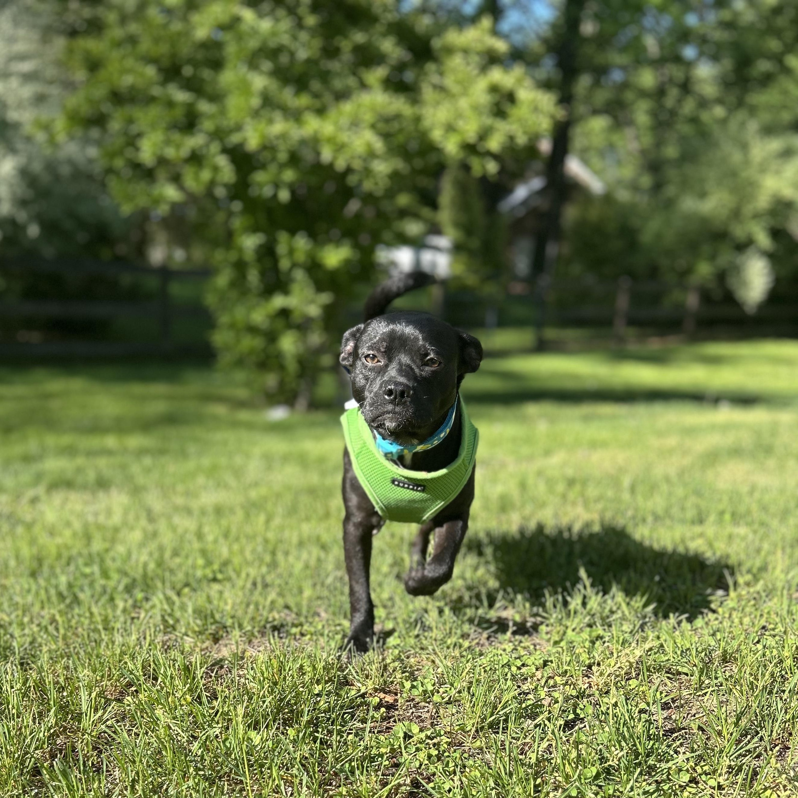 Enlarge Nugget, a ADOPTABLE mixed breed in Mount Royal, NJ image 1/4