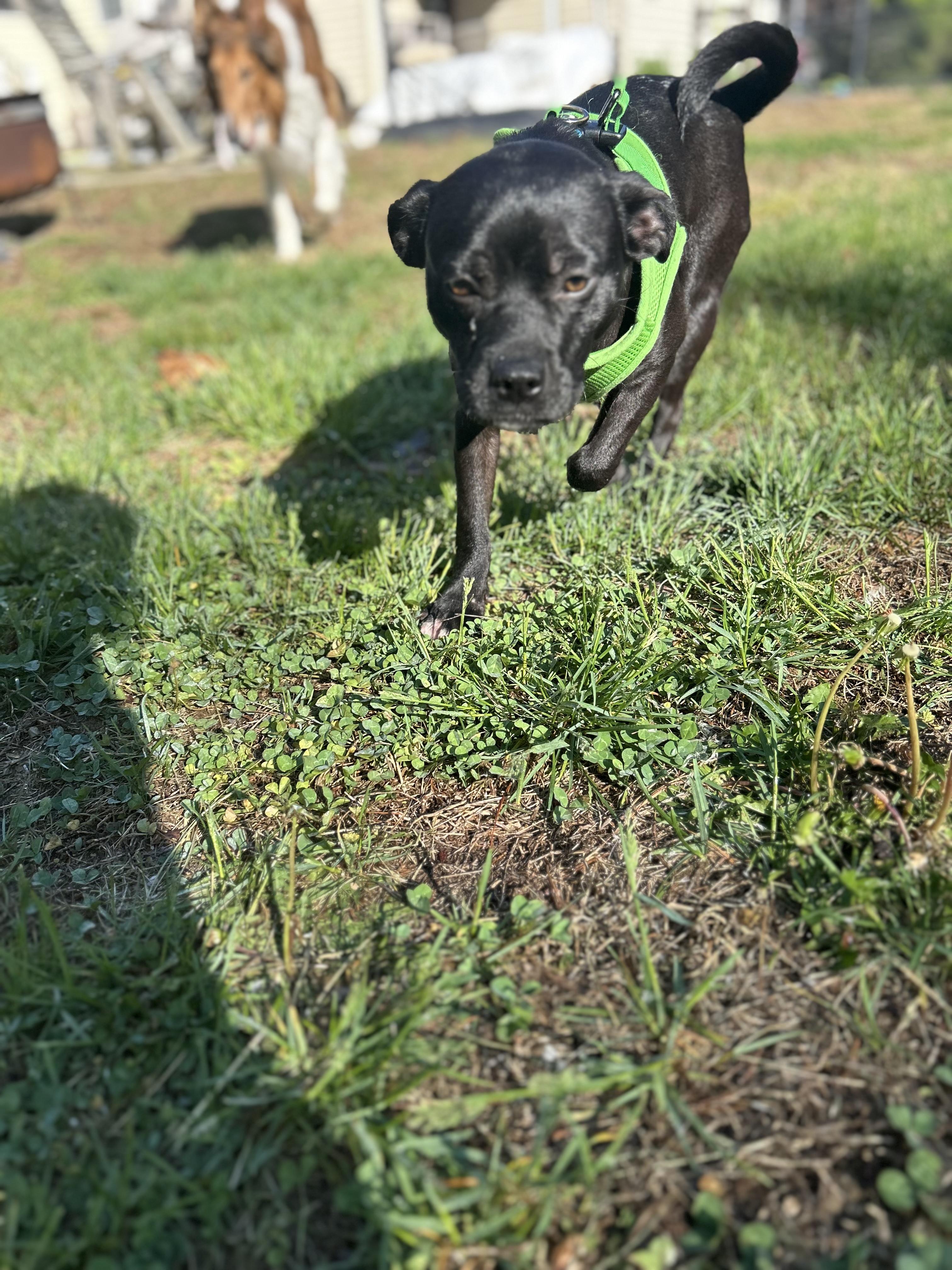 Enlarge Nugget, a ADOPTABLE mixed breed in Mount Royal, NJ image 4/4