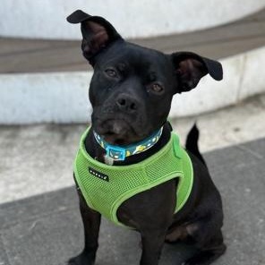 Enlarge Nugget, a ADOPTABLE mixed breed in Mount Royal, NJ image 2/4