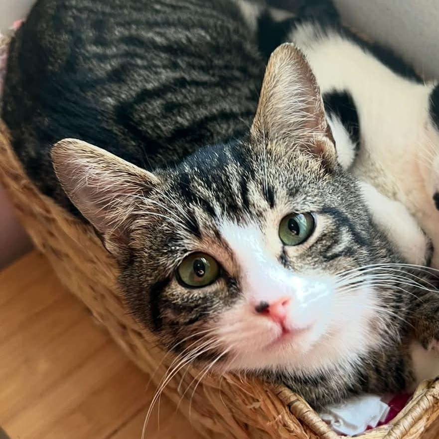 Chipmunk, adopted, Young Male Domestic Short Hair.