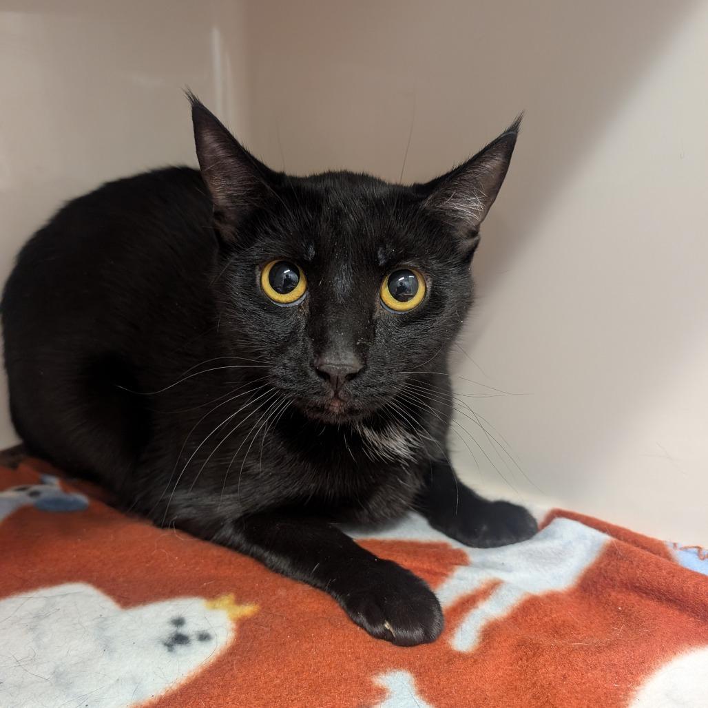 Obsidian, Adoptable, Young Female Domestic Short Hair.