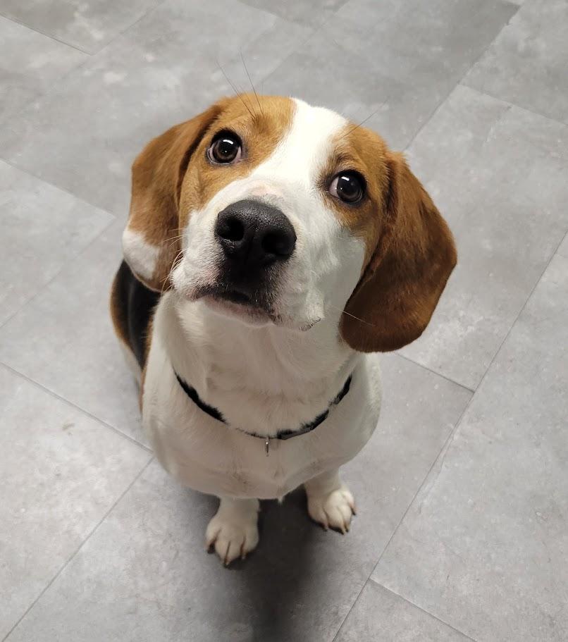 Elliott, an adopted mixed breed in Lisbon, OH image 2/2