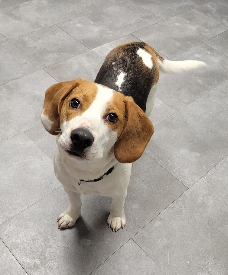 Elliott, adopted, Young Male Beagle.