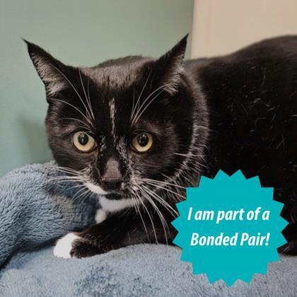 Basil (and Binx), ADOPTABLE, Adult Male Domestic Short Hair.