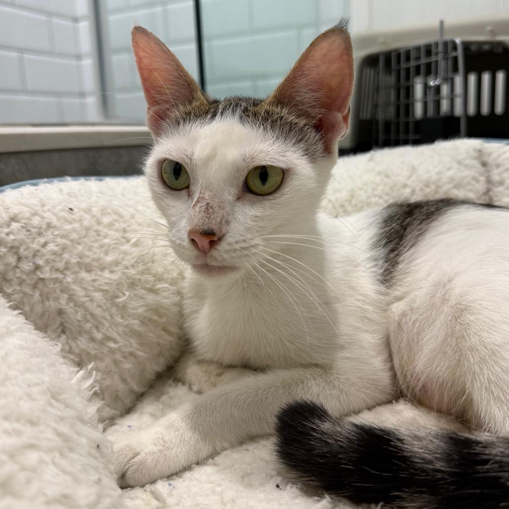 Enlarge Eloise (Spain), a Adoptable Domestic Short Hair in Seminole, FL image 1/3