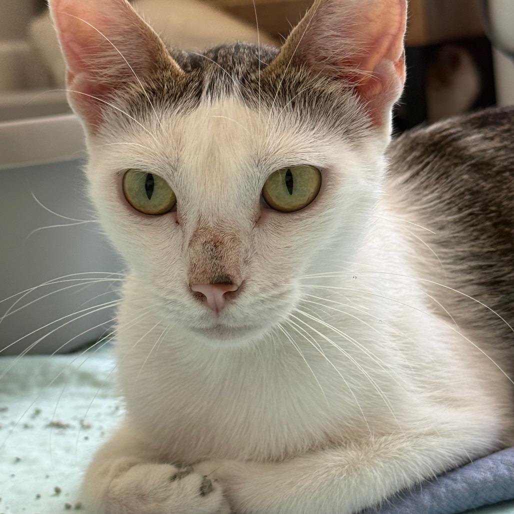 Enlarge Eloise (Spain), a Adoptable Domestic Short Hair in Seminole, FL image 2/3