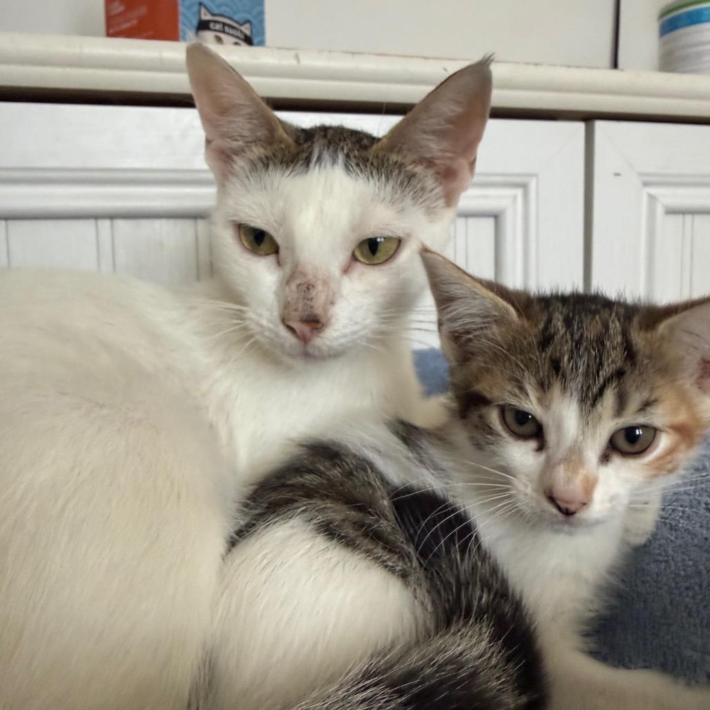 Enlarge Eloise (Spain), a Adoptable Domestic Short Hair in Seminole, FL image 3/3