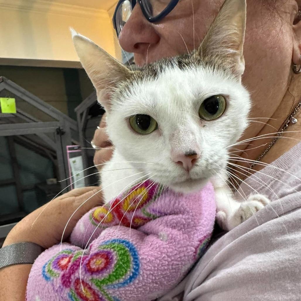 Eloise (Spain), Adoptable, Young Female Domestic Short Hair.