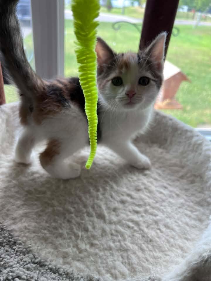 Princess, an adopted Calico in Cleveland, OH image 2/4