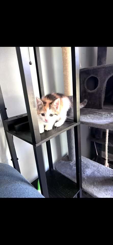 Princess, an adopted Calico in Cleveland, OH image 3/4