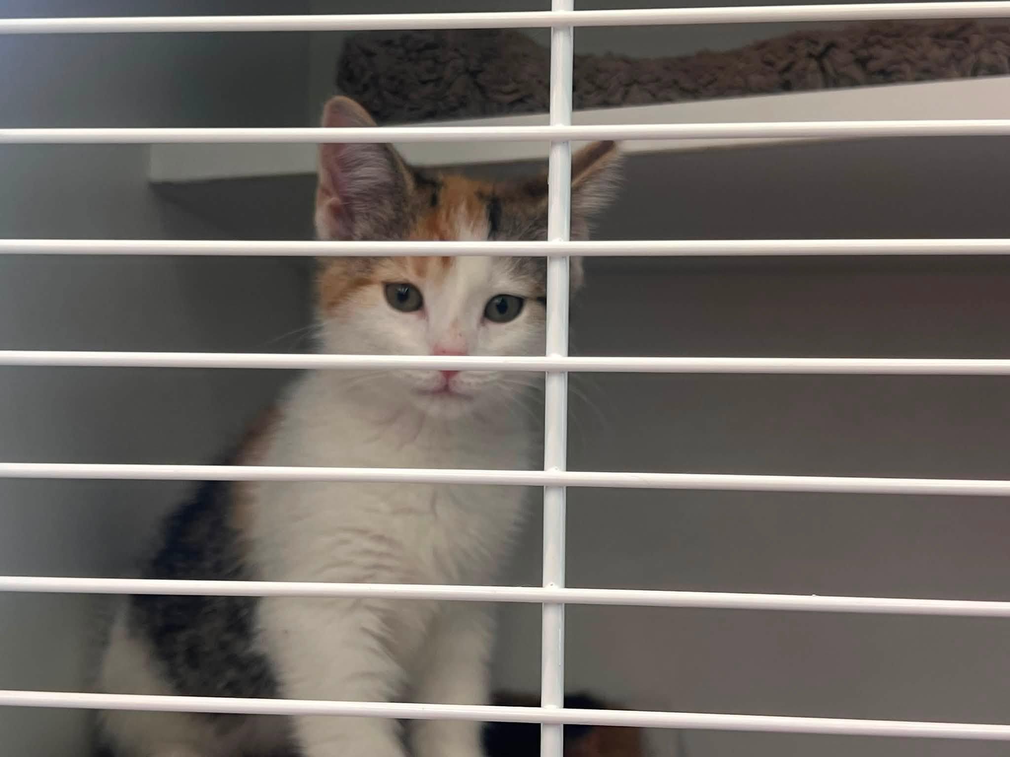 Princess, an adopted Calico in Cleveland, OH image 4/4