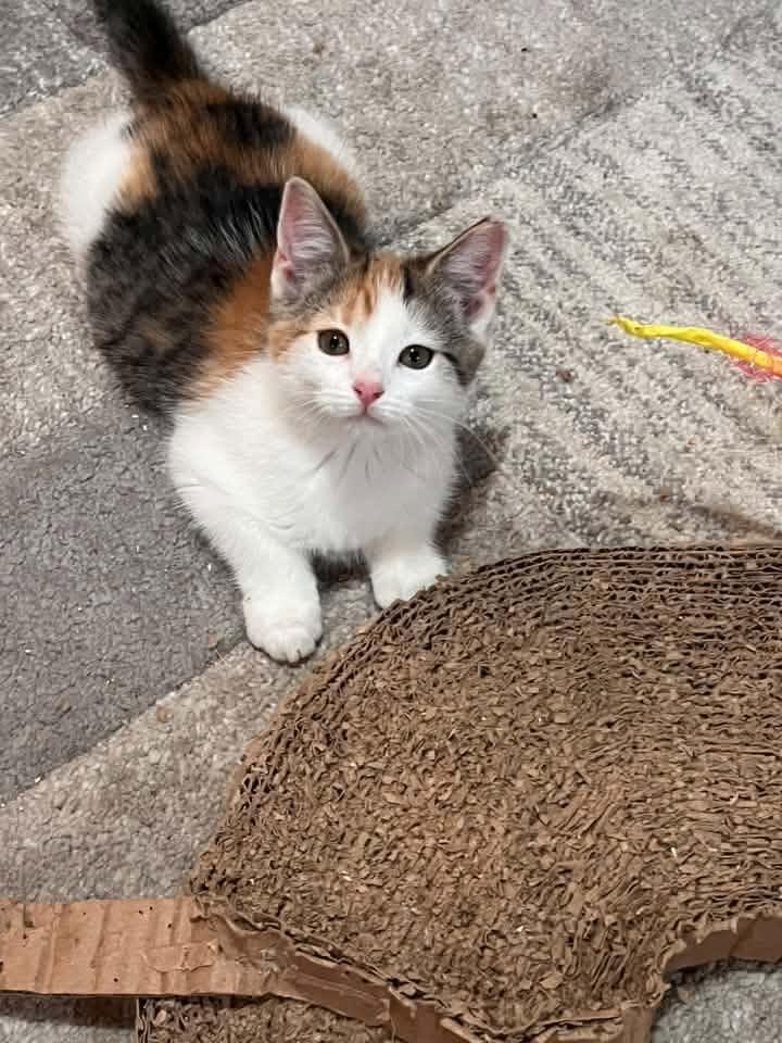 Princess, adopted, Kitten Female Calico.