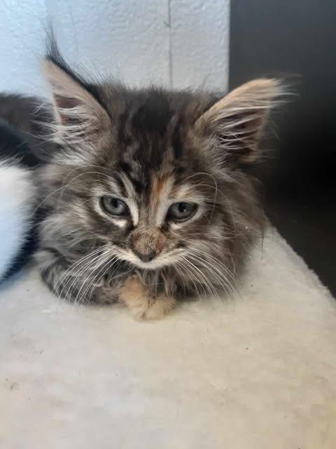 Enlarge Mercedes, a Adopted mixed breed in Chino Valley, AZ image 2/3