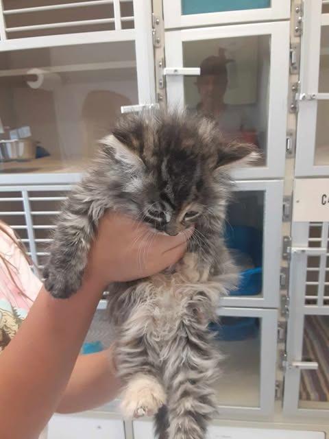 Enlarge Mercedes, a Adopted mixed breed in Chino Valley, AZ image 3/3