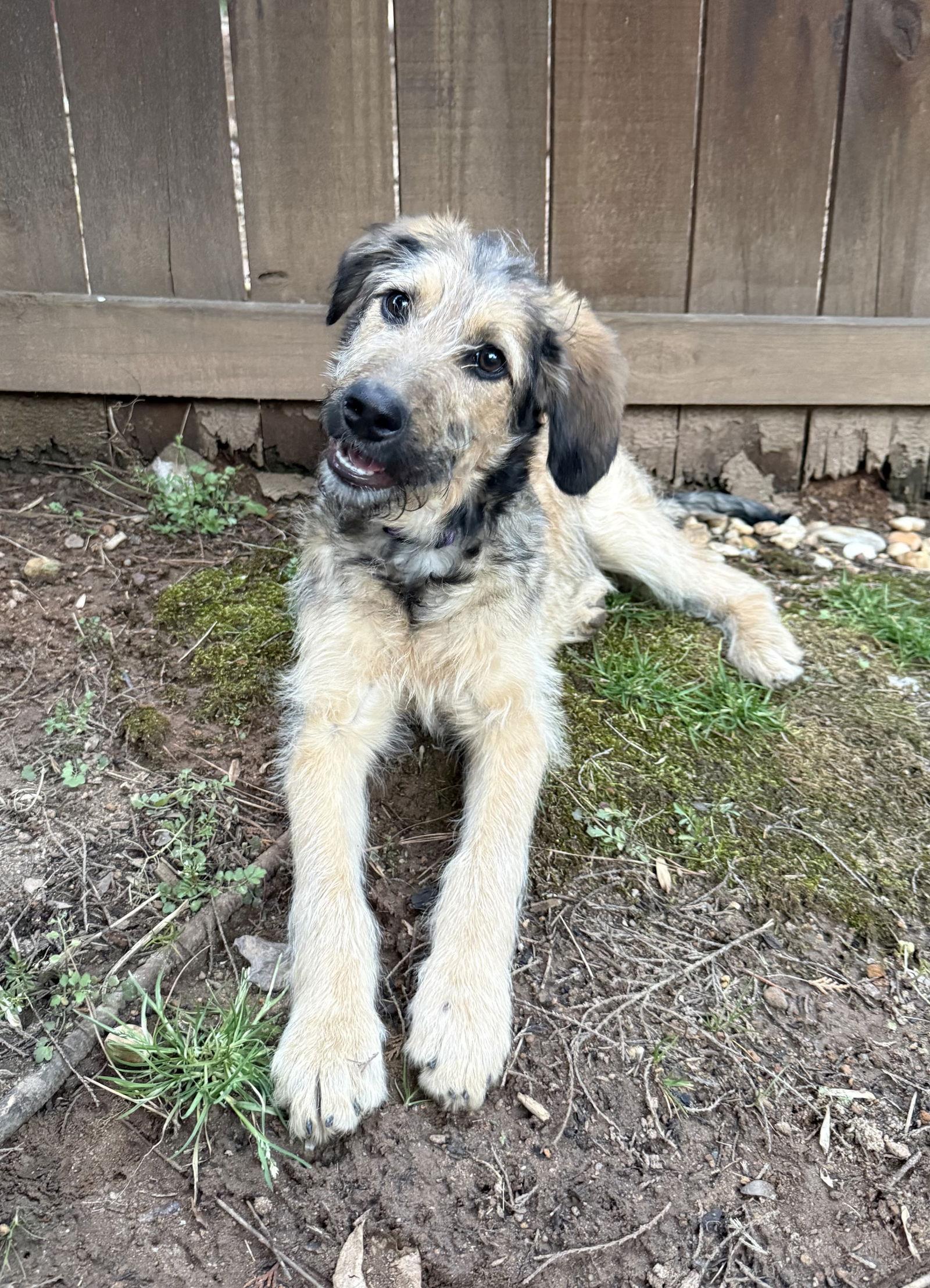 Enlarge Wispy Fluff, a Adopted Terrier in Alpharetta, GA image 1/3