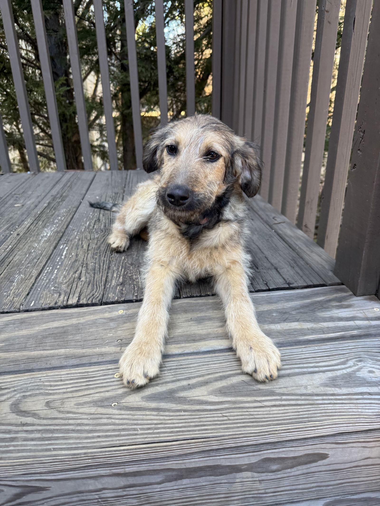 Enlarge Wispy Fluff, a Adopted Terrier in Alpharetta, GA image 2/3