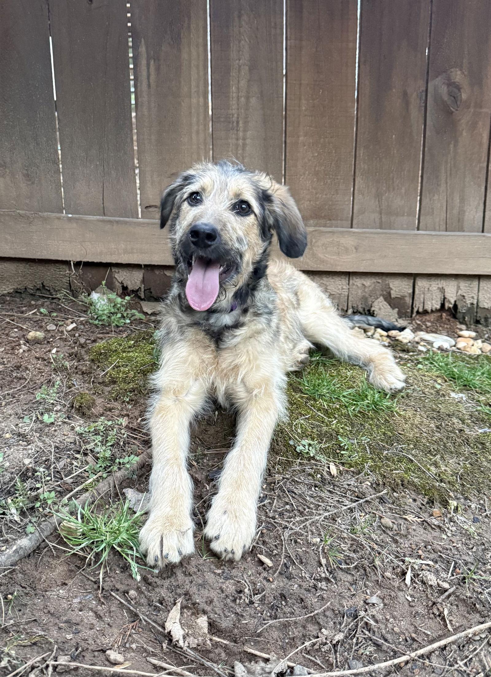Enlarge Wispy Fluff, a Adopted Terrier in Alpharetta, GA image 3/3