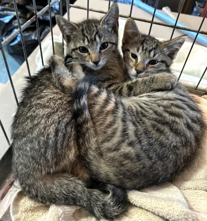 Bells & Whistles Domestic Short Hair Cat
