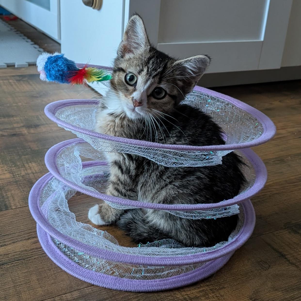 Enlarge 30112025V, a Adopted Domestic Short Hair in Kamloops, BC image 1/6