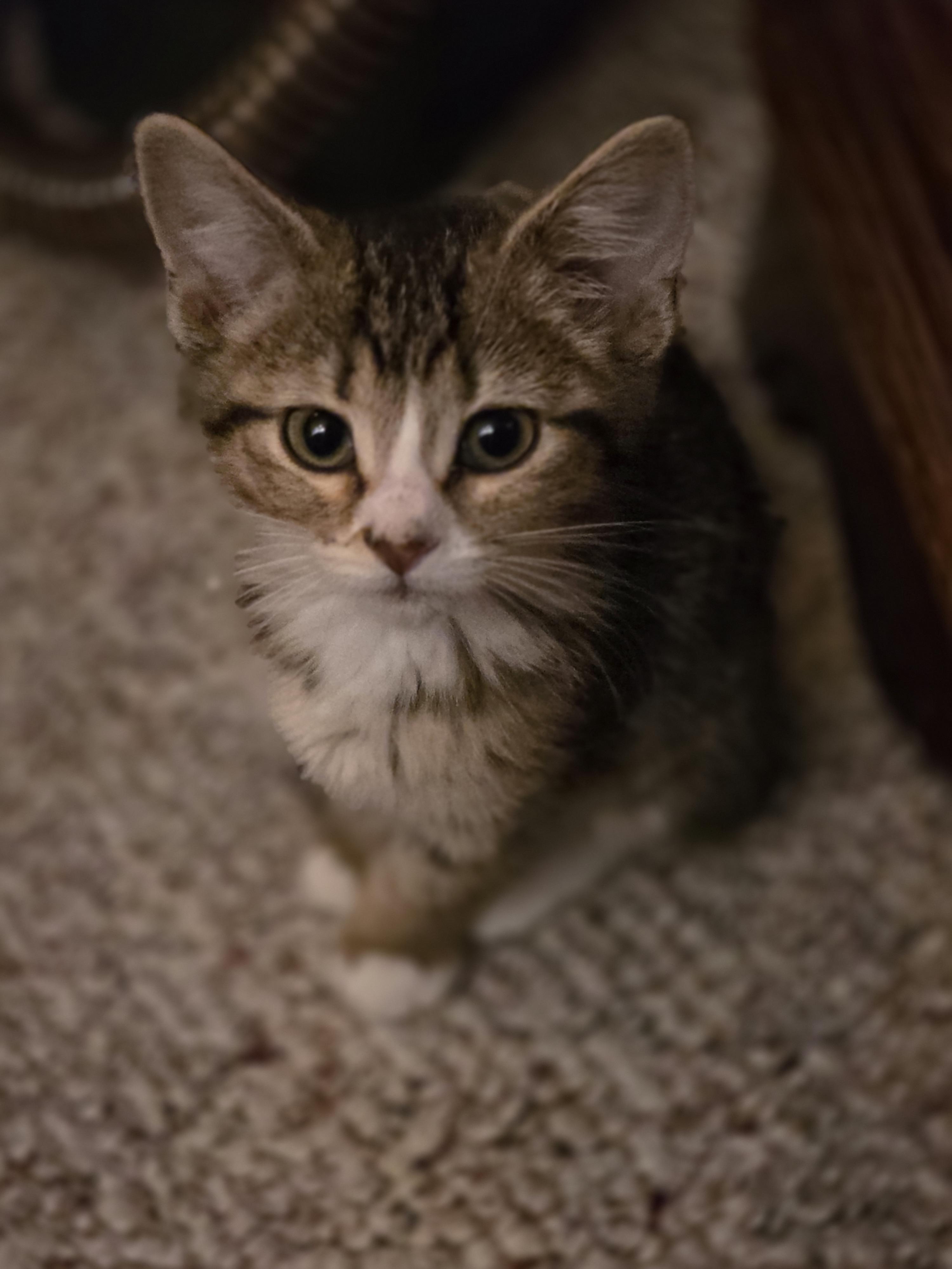 Enlarge 30112025V, a Adopted Domestic Short Hair in Kamloops, BC image 2/6