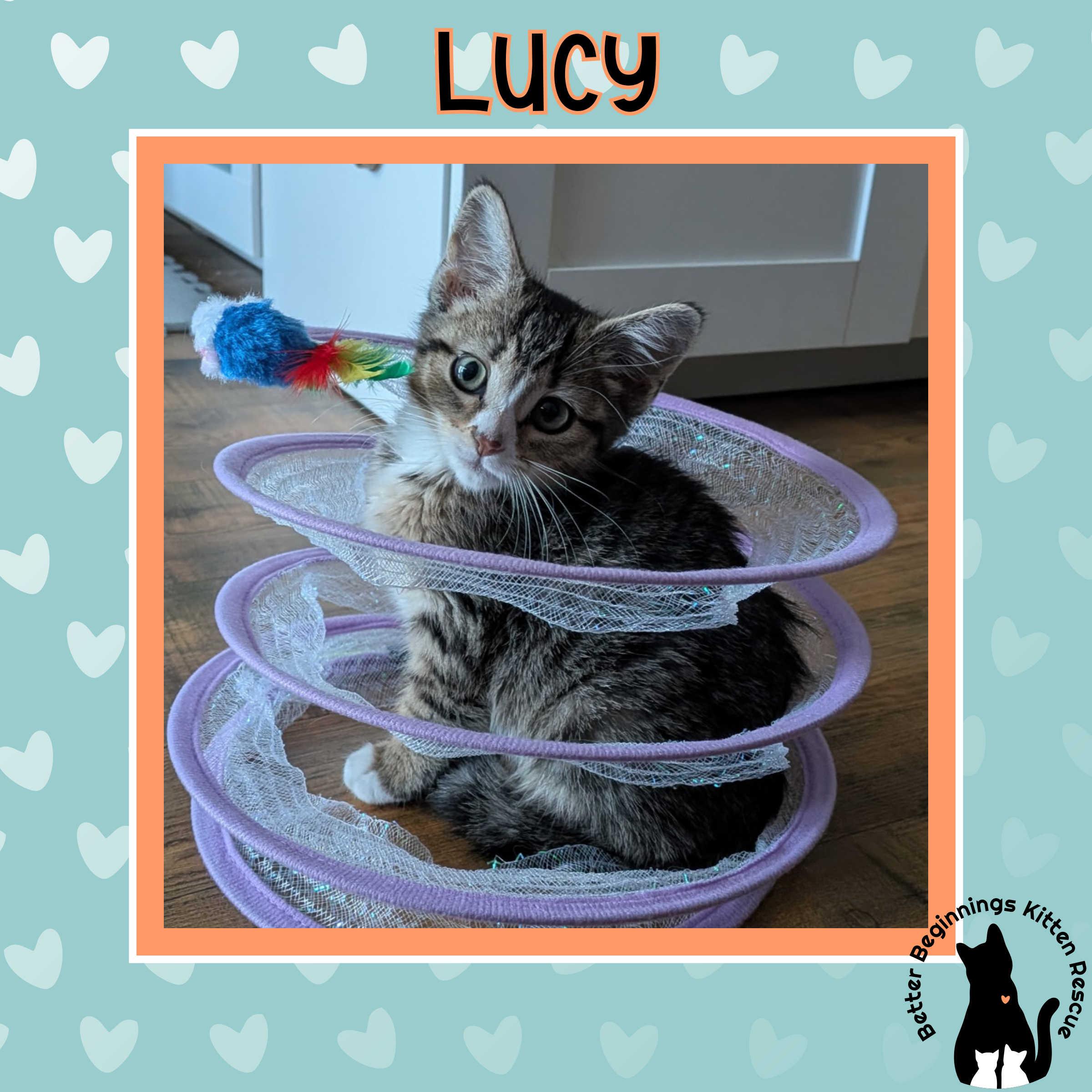 Enlarge 30112025V, a Adopted Domestic Short Hair in Kamloops, BC image 3/6