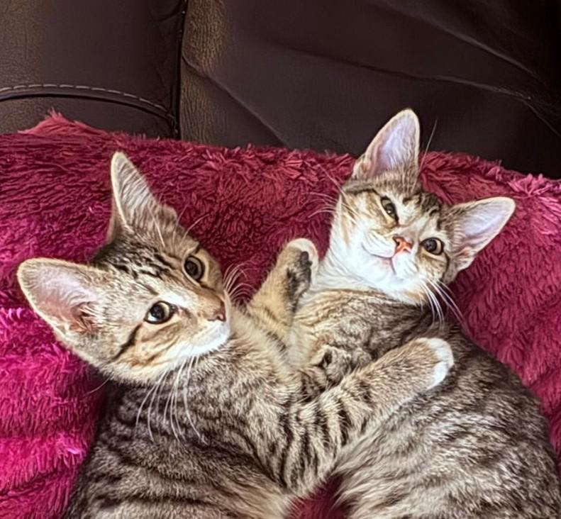 Enlarge 30112025V, a Adopted Domestic Short Hair in Kamloops, BC image 4/6