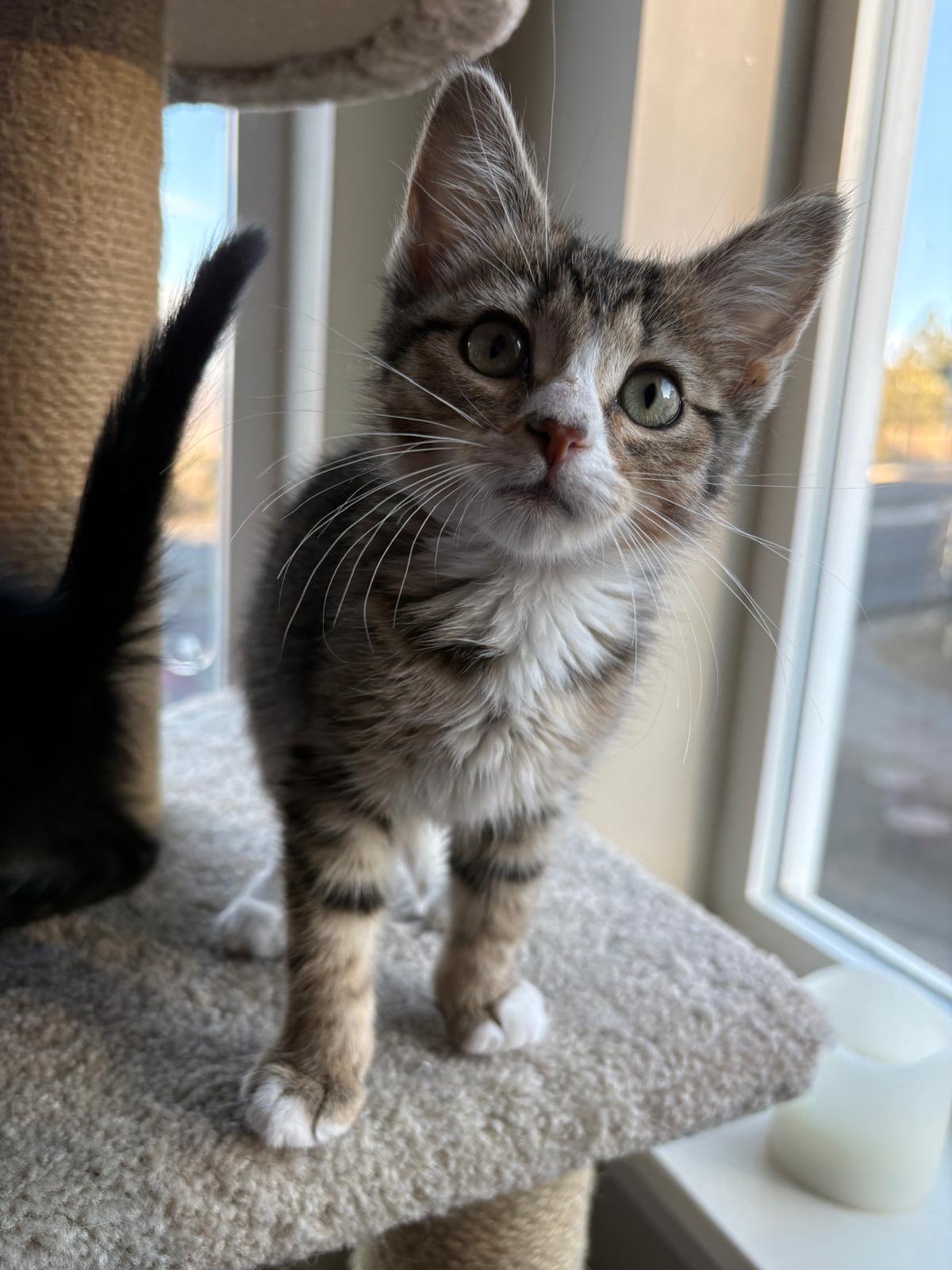 Enlarge 30112025V, a Adopted Domestic Short Hair in Kamloops, BC image 5/6