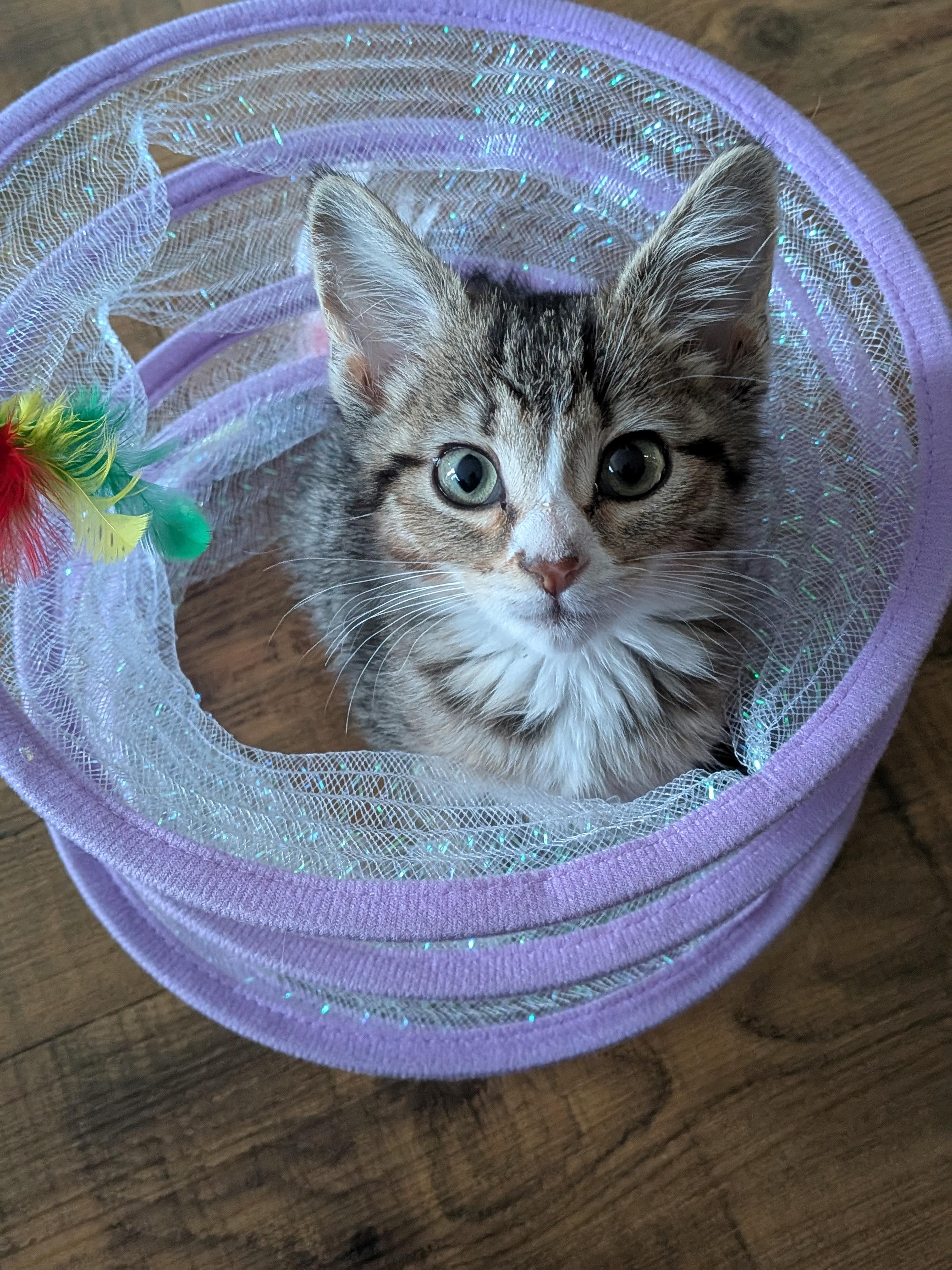 Enlarge 30112025V, a Adopted Domestic Short Hair in Kamloops, BC image 6/6