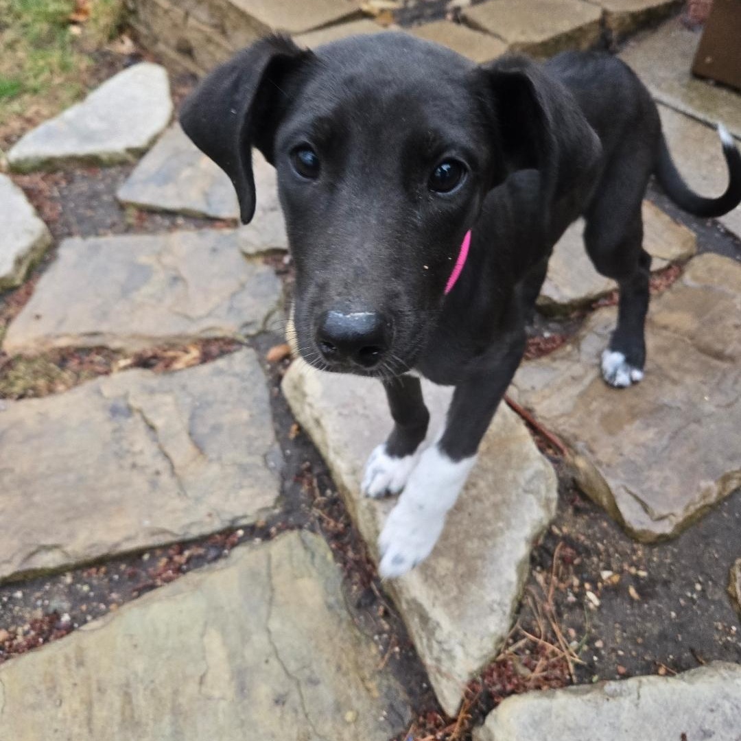 Enlarge Nelly, a ADOPTABLE mixed breed in Lincoln, NE image 3/5