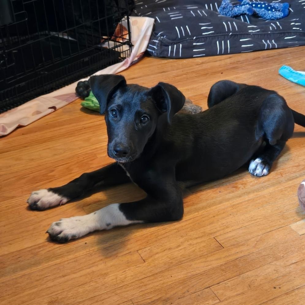 Enlarge Nelly, a ADOPTABLE mixed breed in Lincoln, NE image 4/5