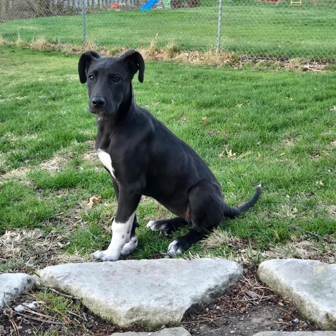 Enlarge Nelly, a ADOPTABLE mixed breed in Lincoln, NE image 2/5